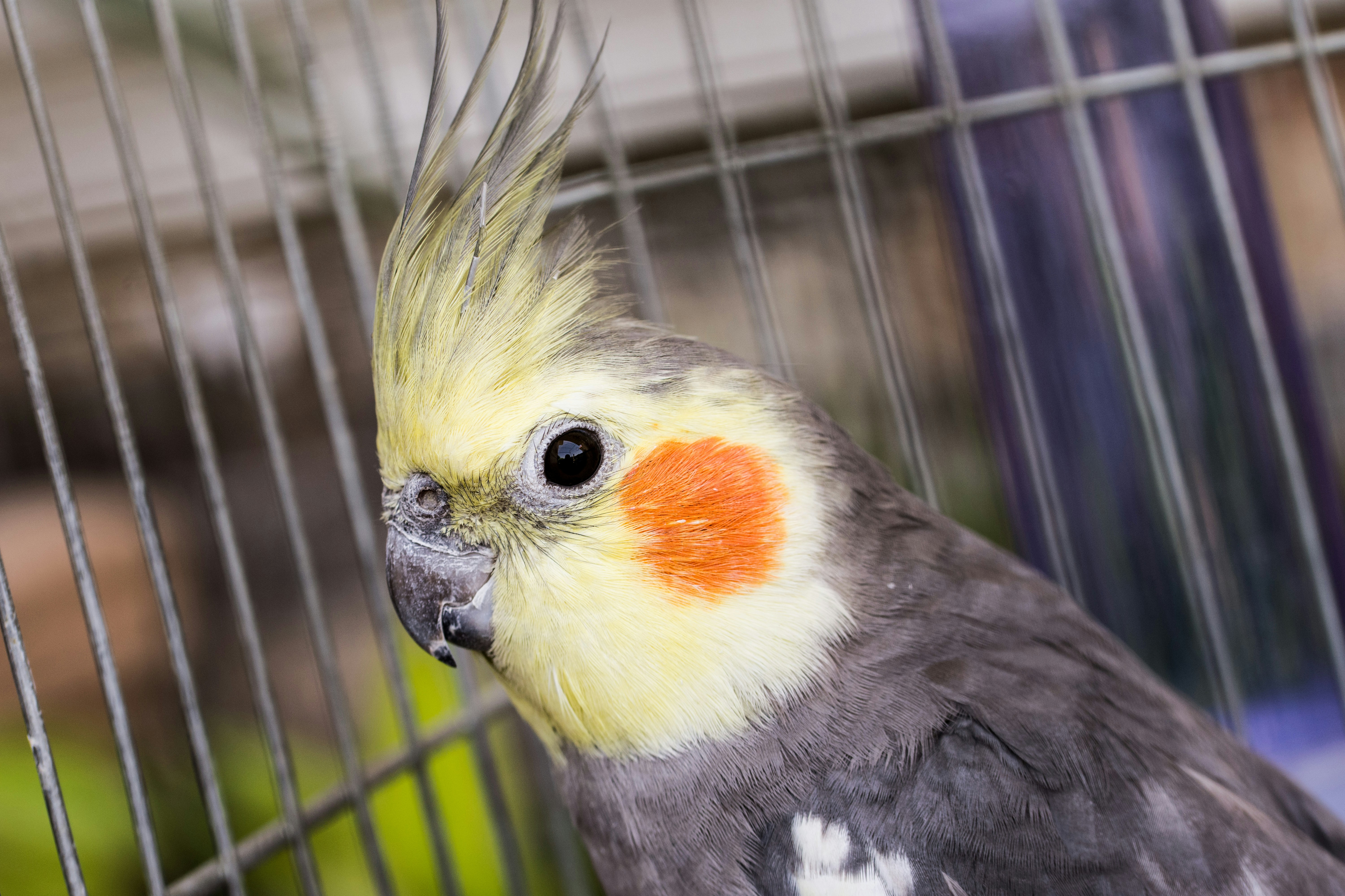 Cockatiels: Whistling Wonders (image credits: unsplash)