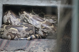 A large python with brown, black, and tan patterned scales is coiled in a small, sheltered area. The surface beneath the snake appears soft and is partially visible, possibly a fabric or mat. The surrounding area is enclosed, contributing to a sense of confinement.