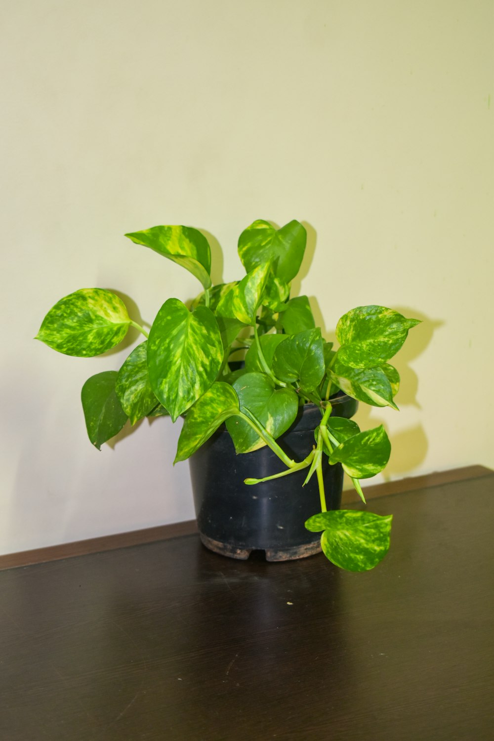green plant on black glass vase