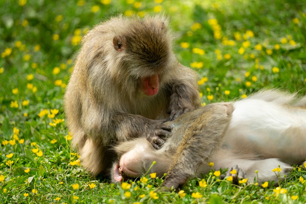 brown monkey on green grass during daytime