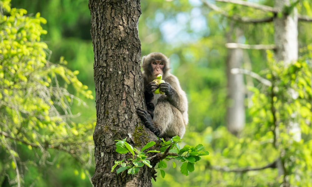 brown monkey on tree branch during daytime