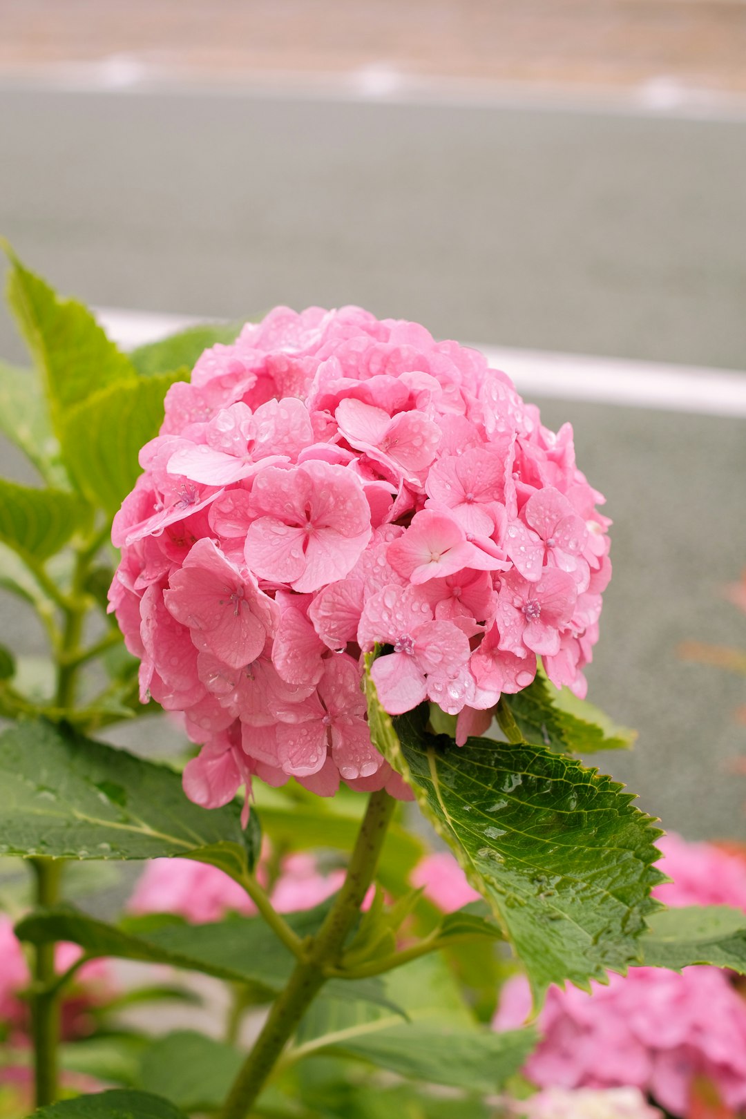 pink flower with green leaves