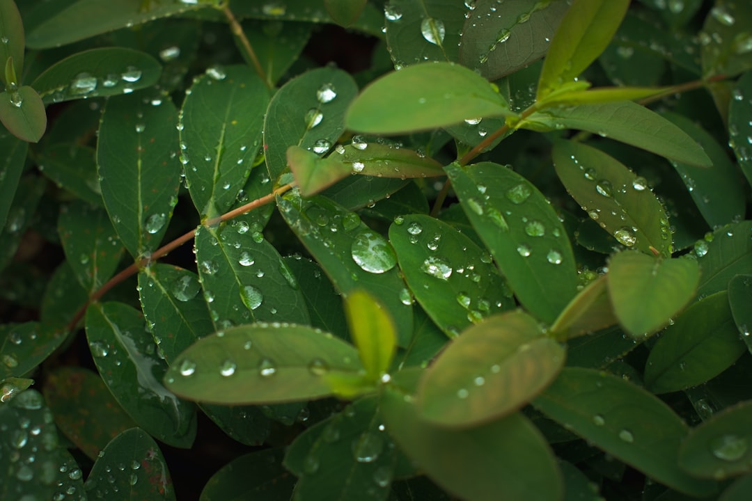 water droplets on green leaves