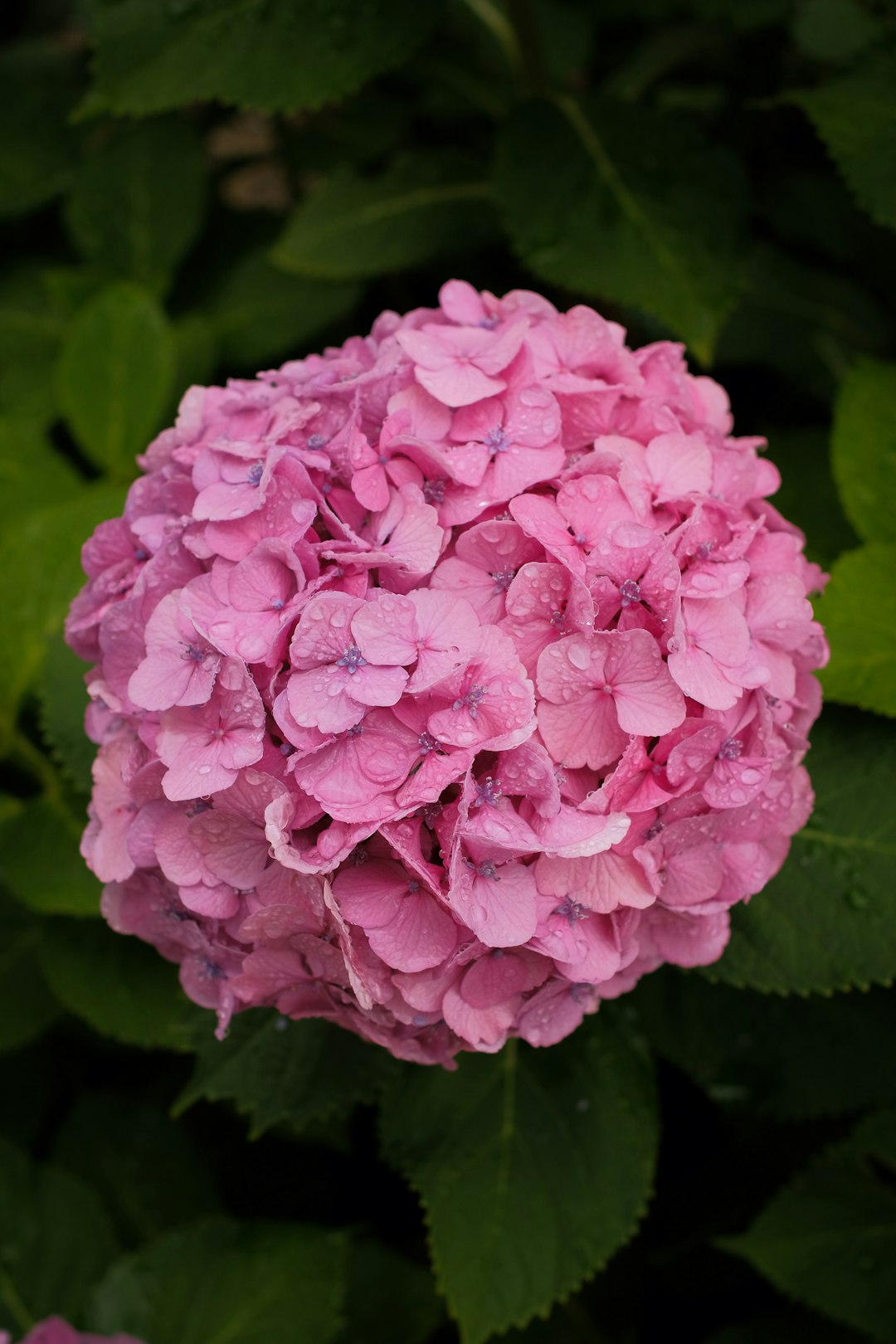 pink flower in macro lens