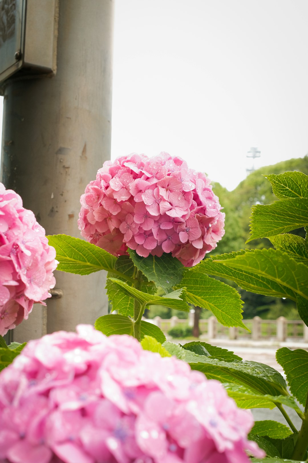 pink flower in gray pot