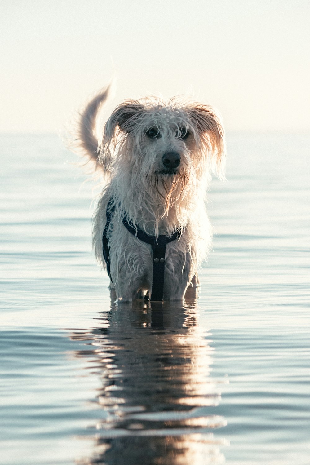 white and brown long coated dog running on water during daytime
