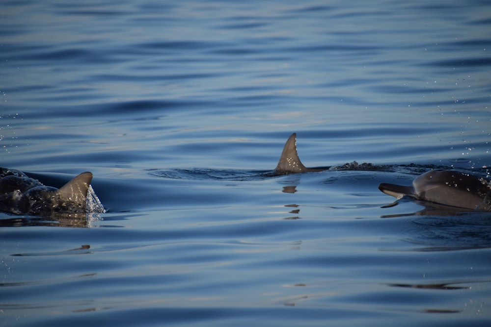 black whale in the water