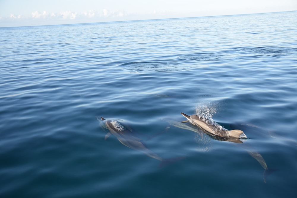 brown and white fish on water