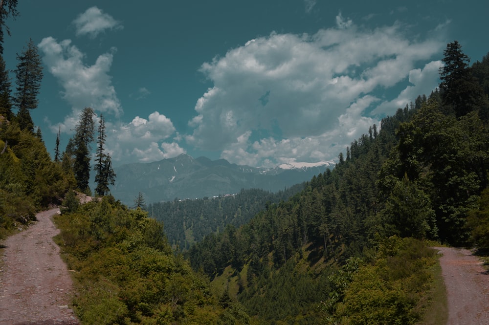 green trees under white clouds and blue sky during daytime