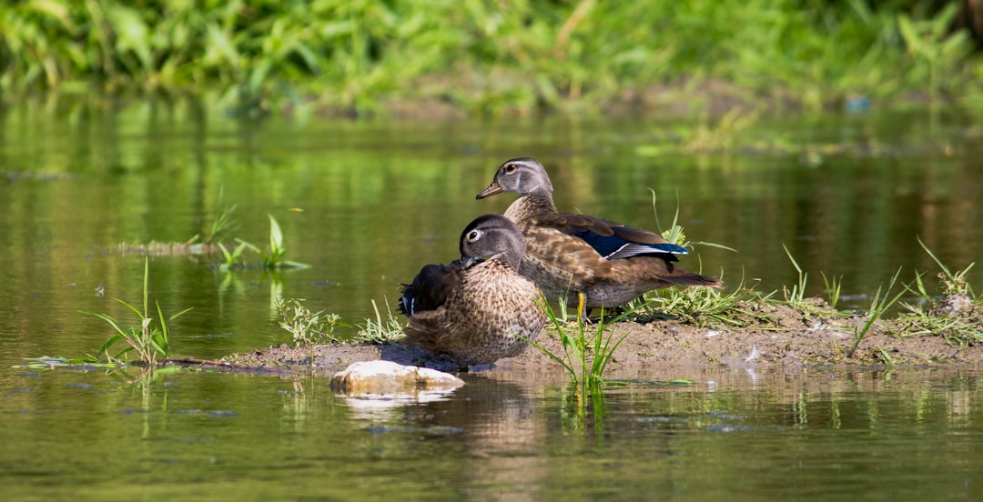 two brown and black duck on water during daytime