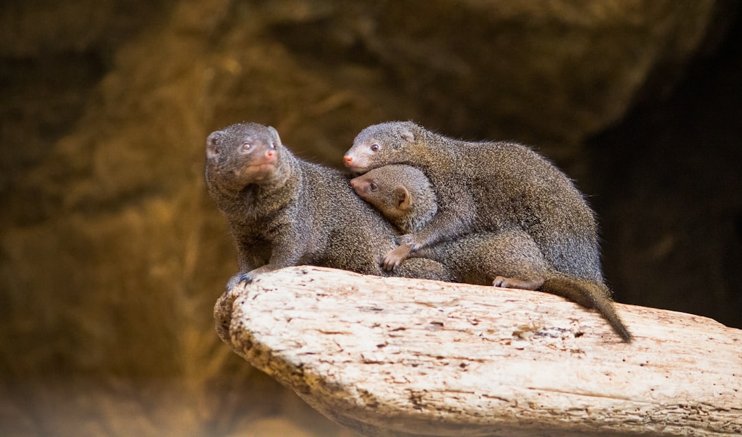 brown rodent on brown rock