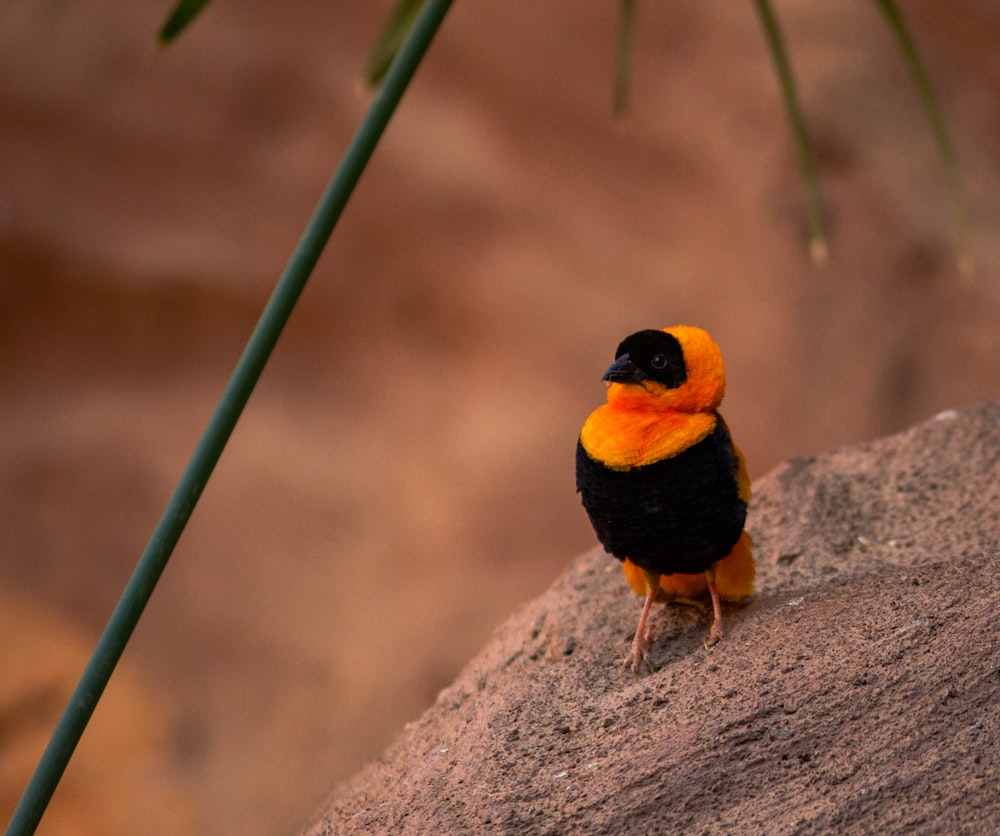 black and yellow bird on gray rock