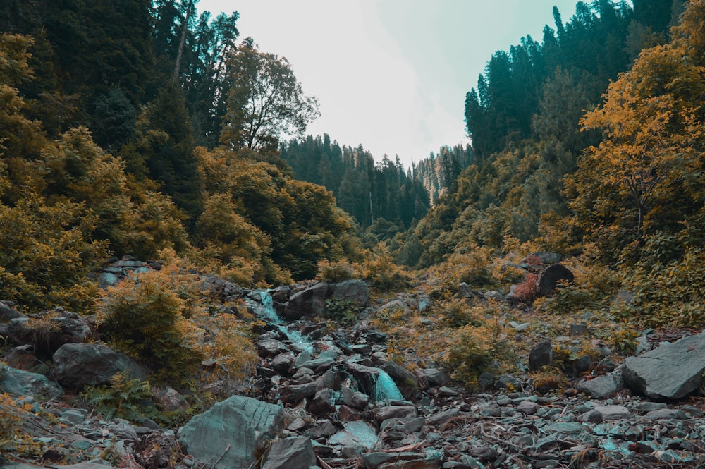 green trees and rocks on river during daytime