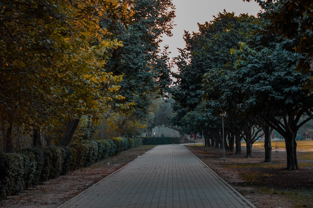 gray concrete pathway between green trees during daytime