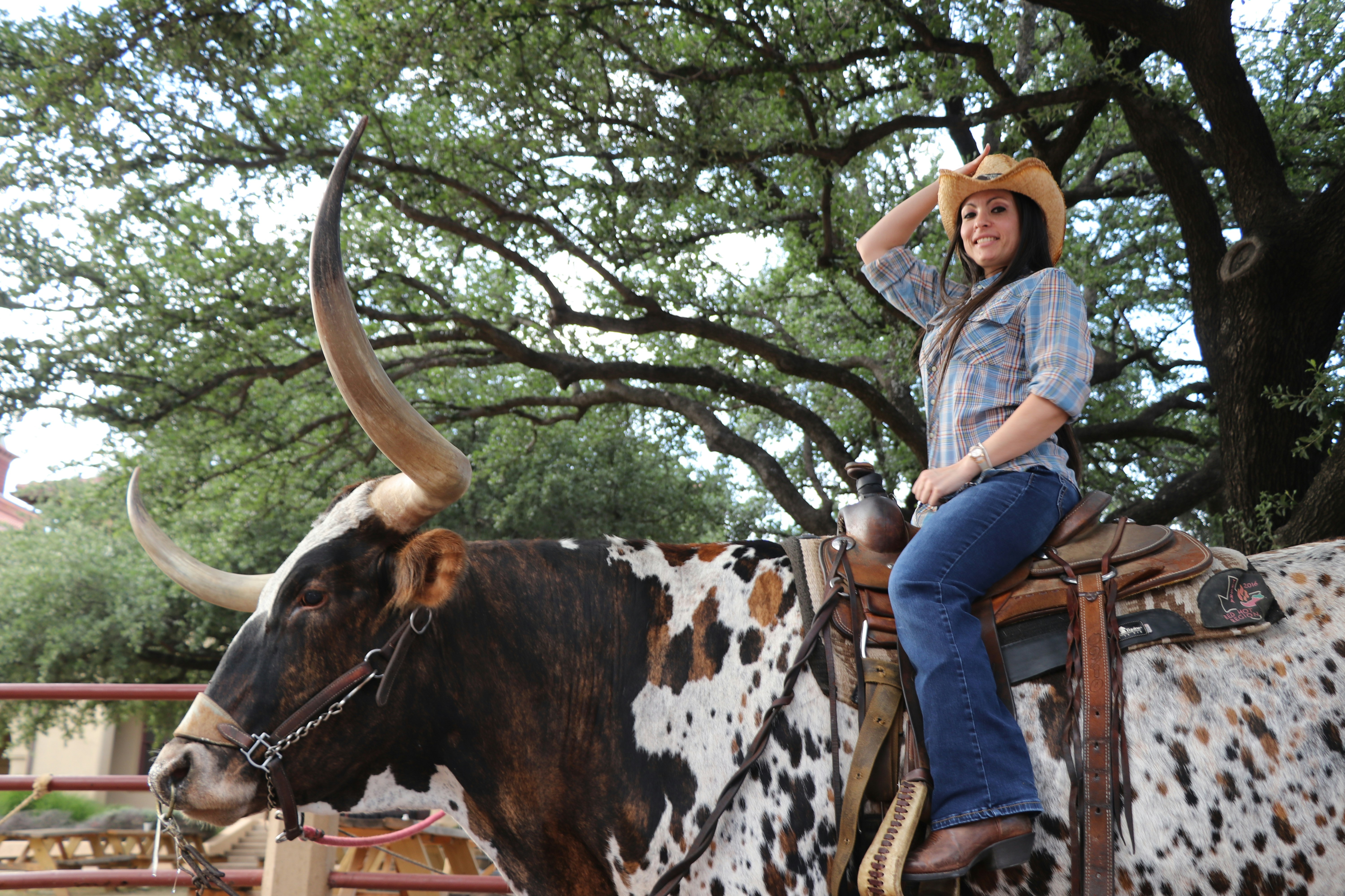 a woman riding on the back of a brown and white cow
