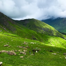 Volunteers caring for rescued animals in the lush green hills of Uttarakhand.