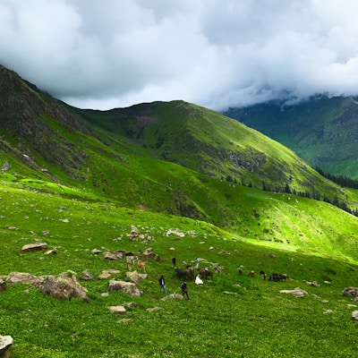 Volunteers caring for rescued animals in the lush green hills of Uttarakhand.