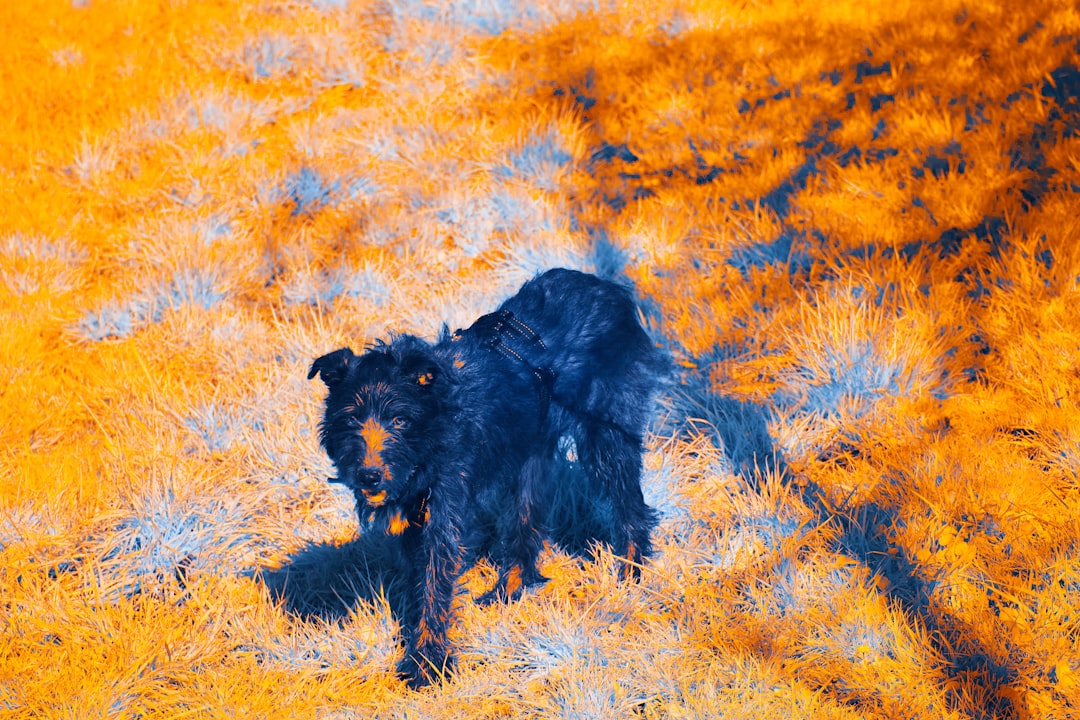 black long coated dog on brown grass field during daytime