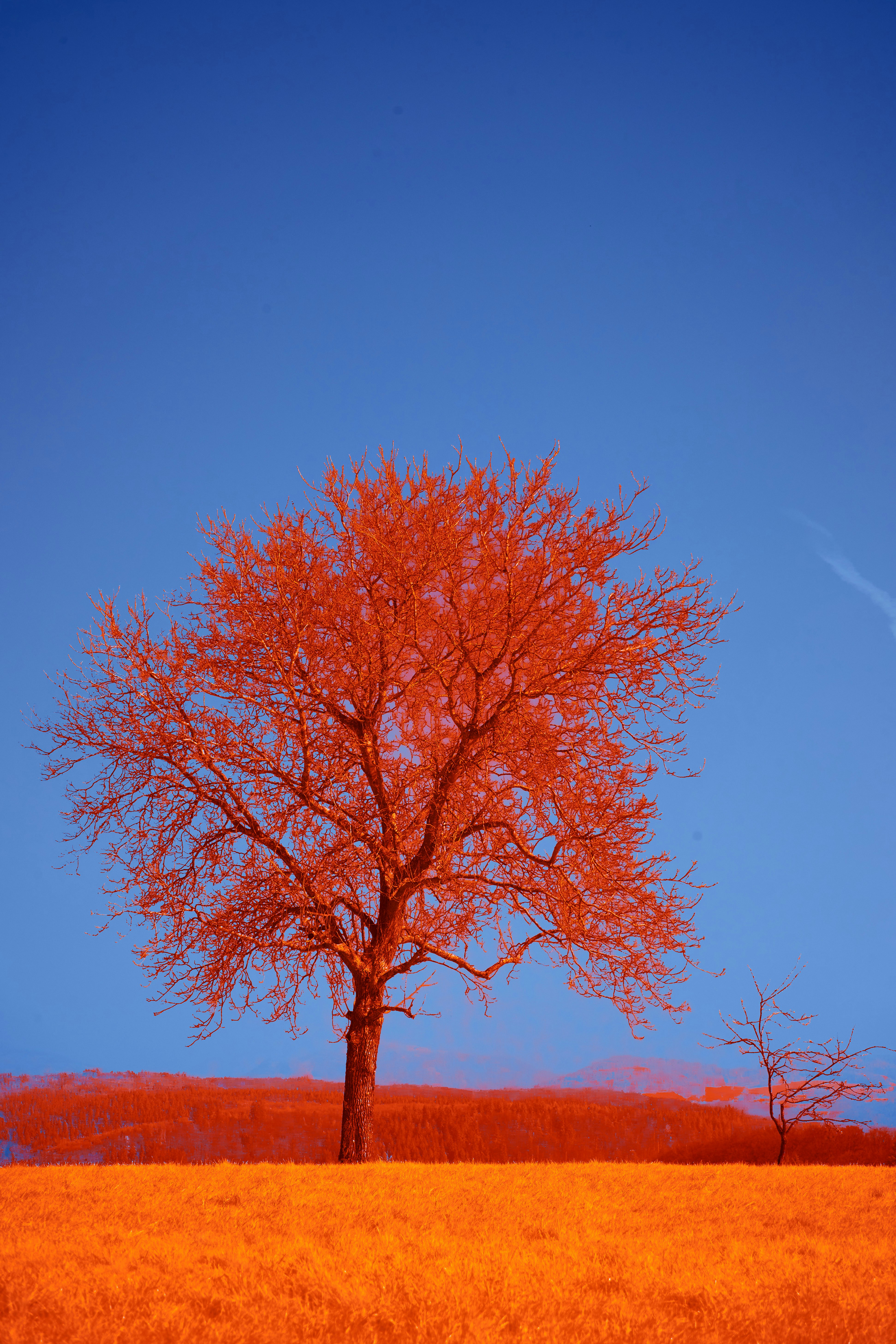 Photo by wolfgang_hasselmann