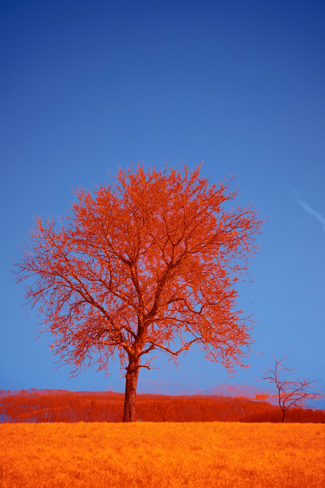 brown tree under blue sky during daytime