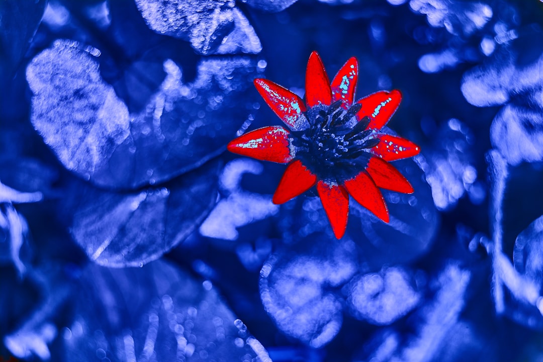 purple flower in tilt shift lens