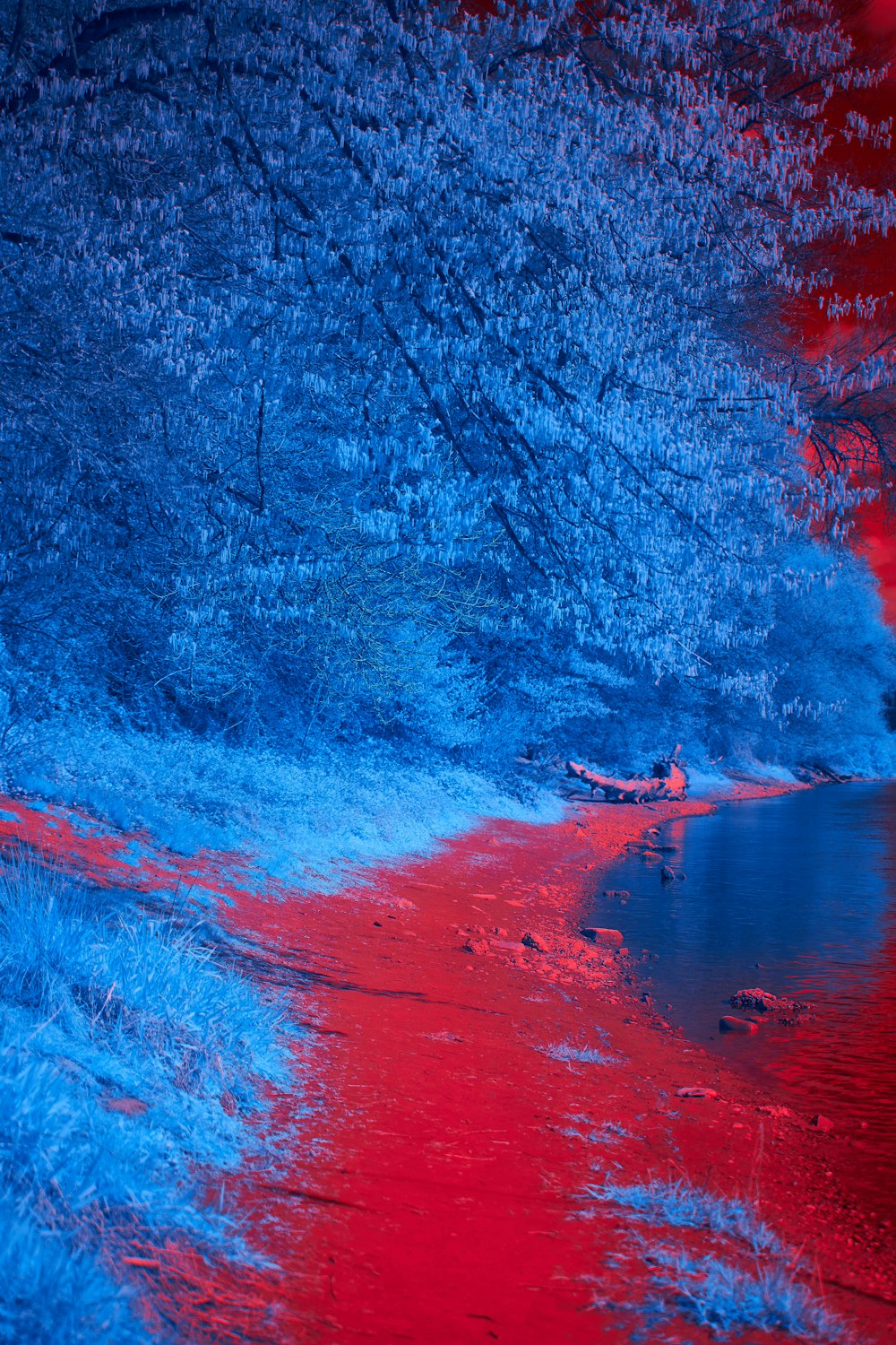 blue body of water near trees during daytime