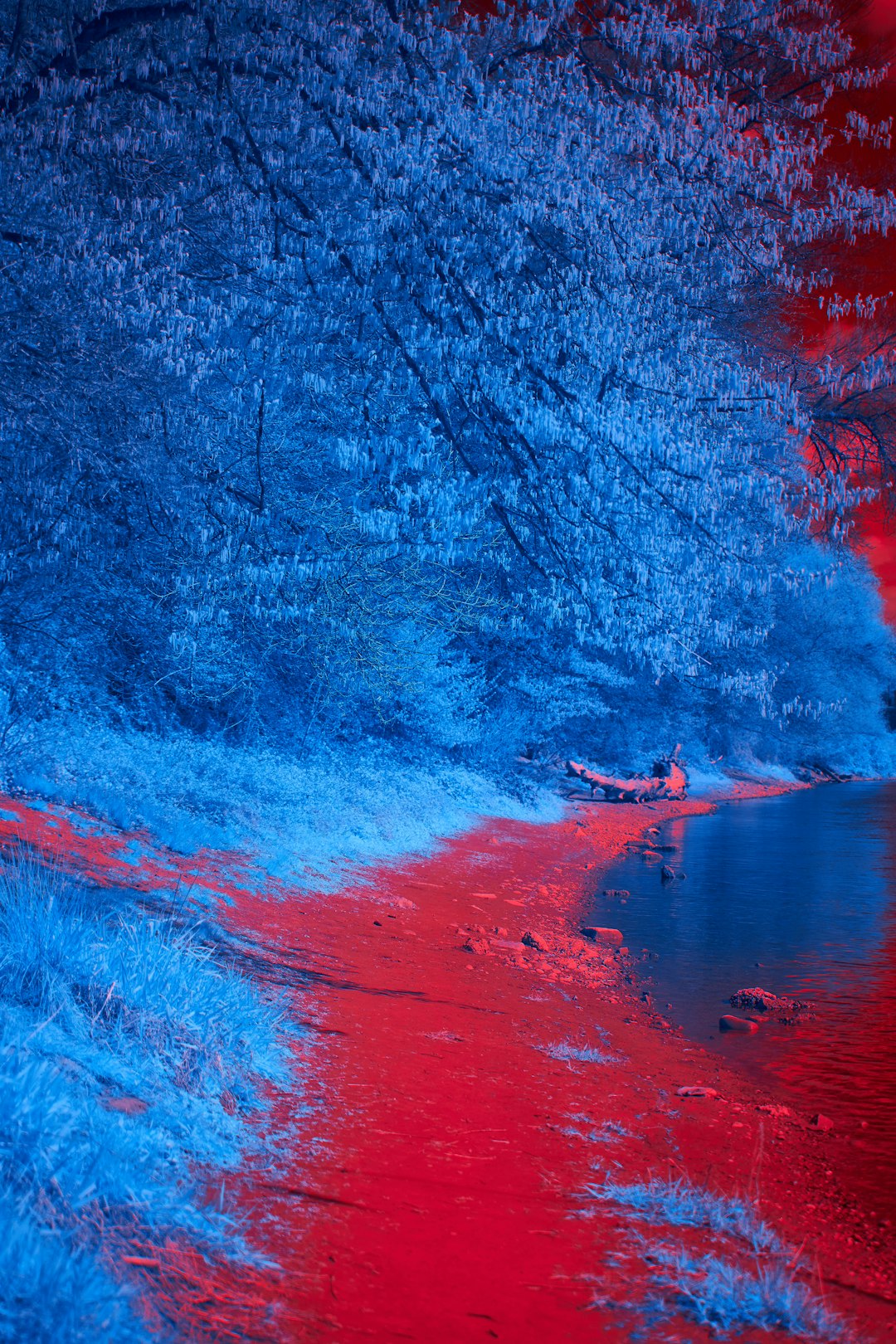 blue body of water near trees during daytime