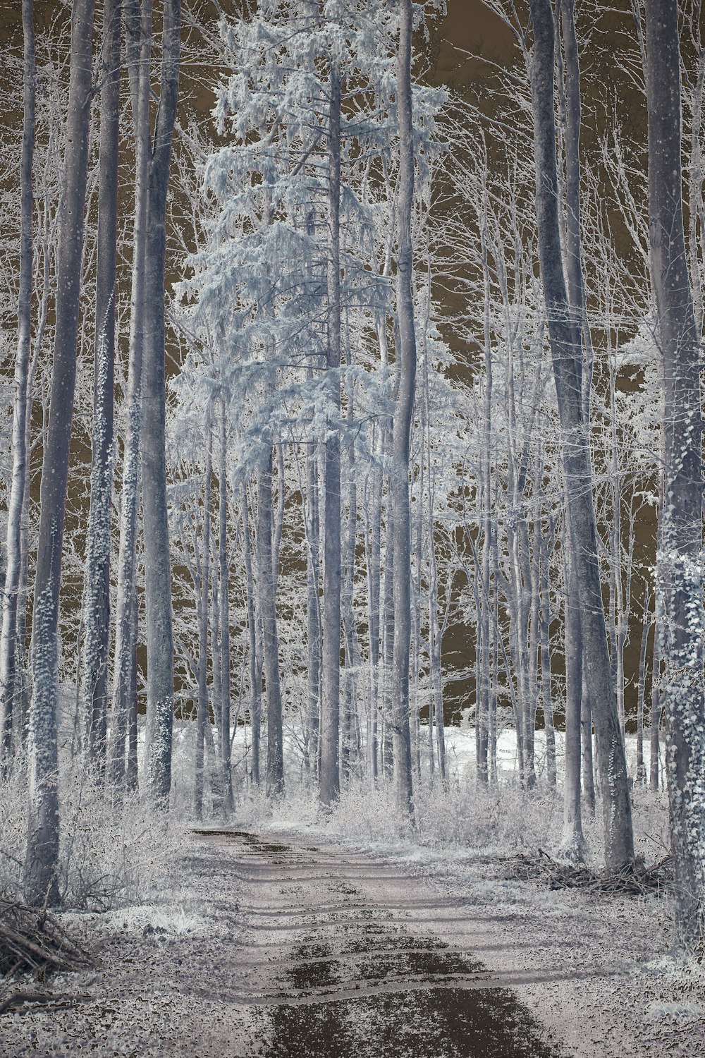 brown trees on snow covered ground during daytime