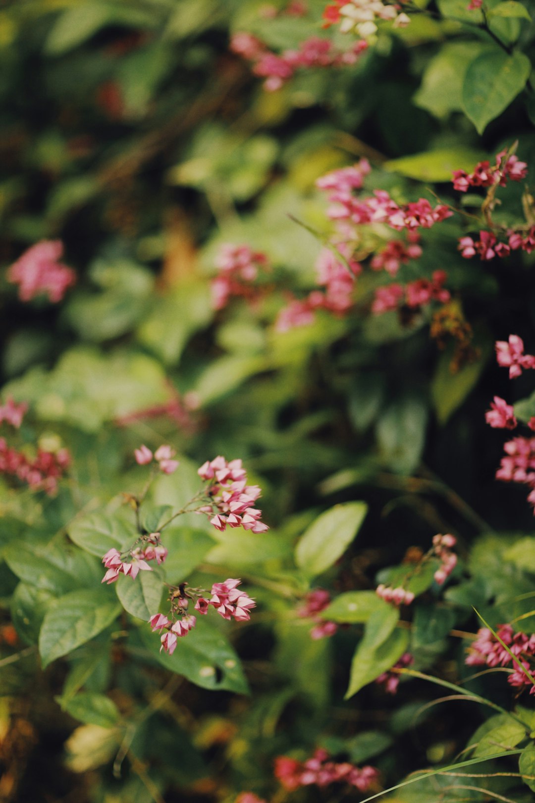 pink flowers in tilt shift lens