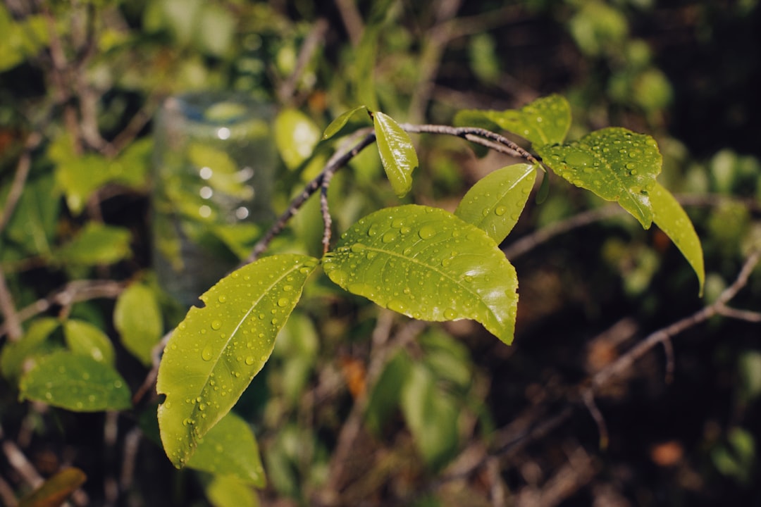 green leaf with water droplets