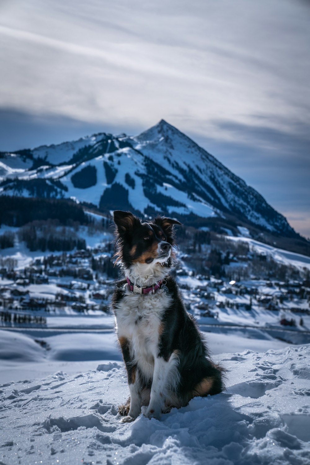 black white and brown long coated dog on snow covered ground during daytime