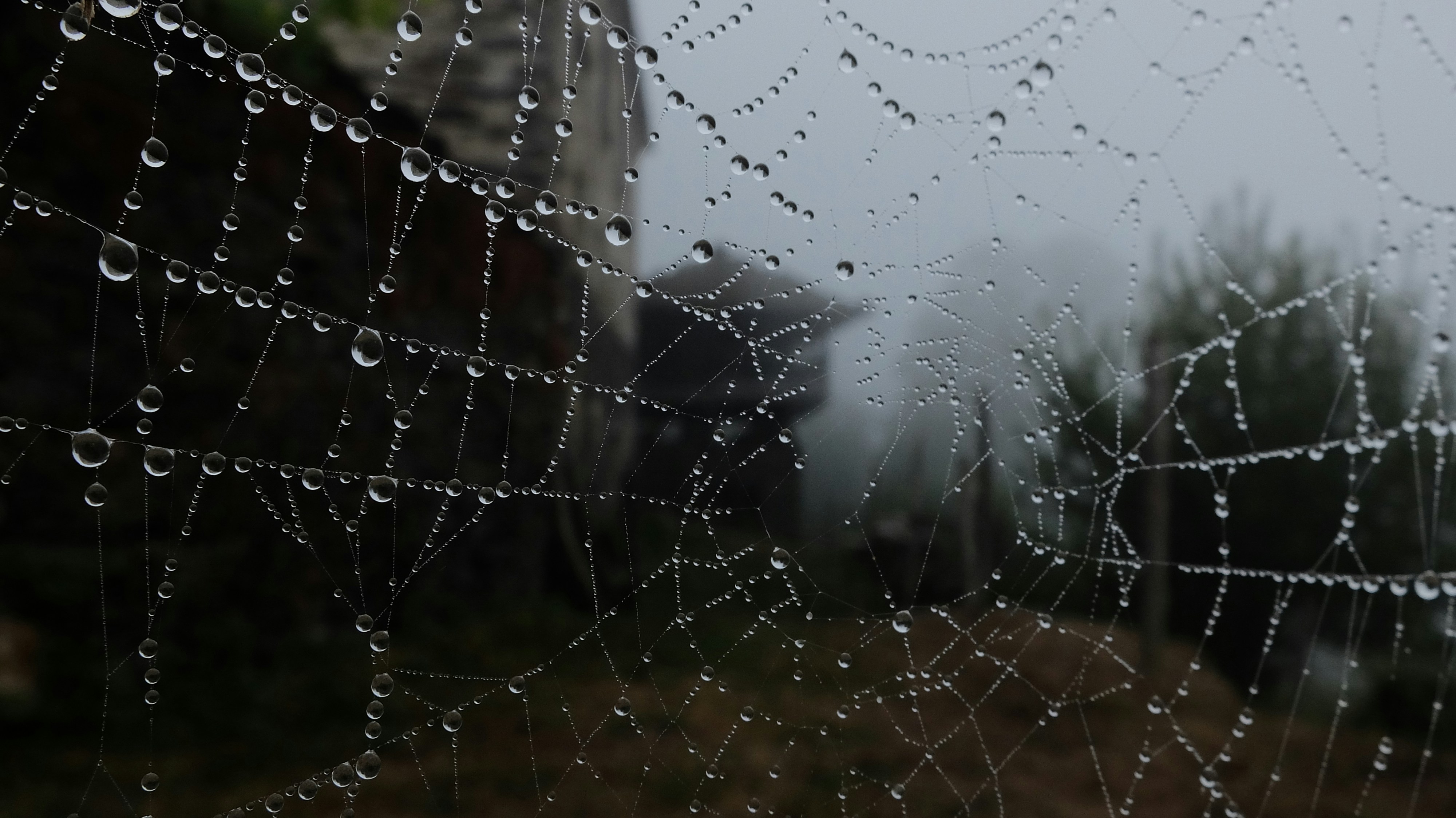 Diamond Whitex header image