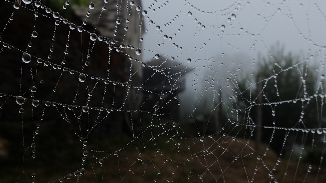 spider web with water droplets