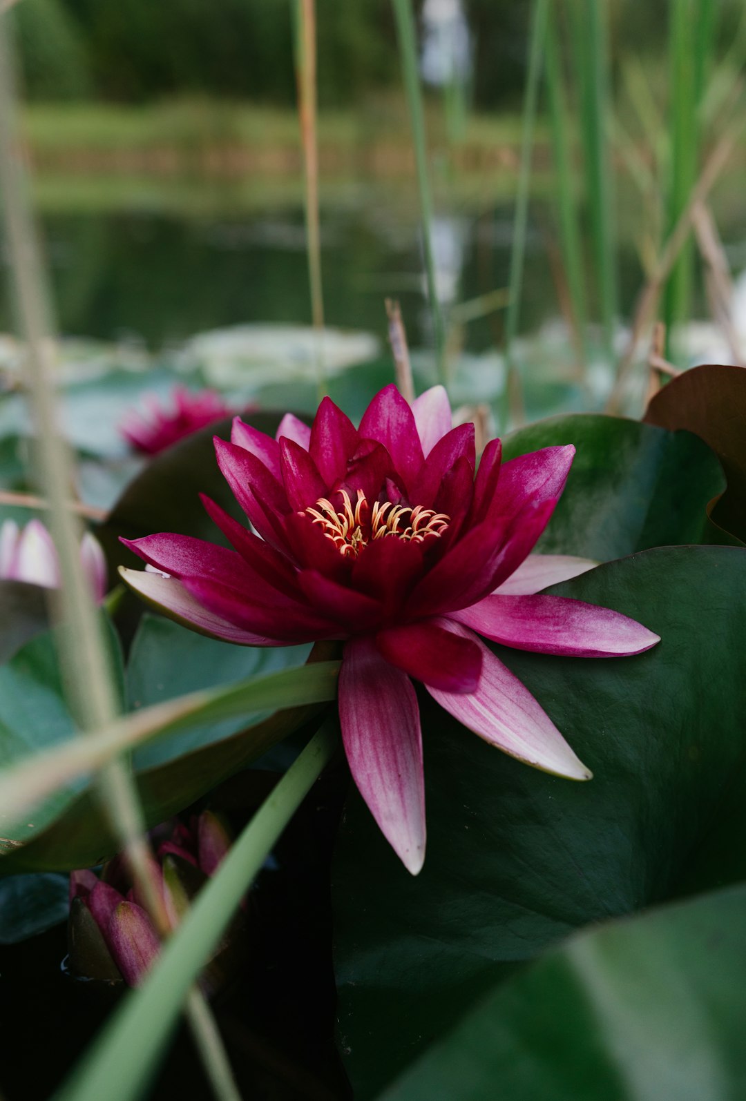 pink flower in tilt shift lens