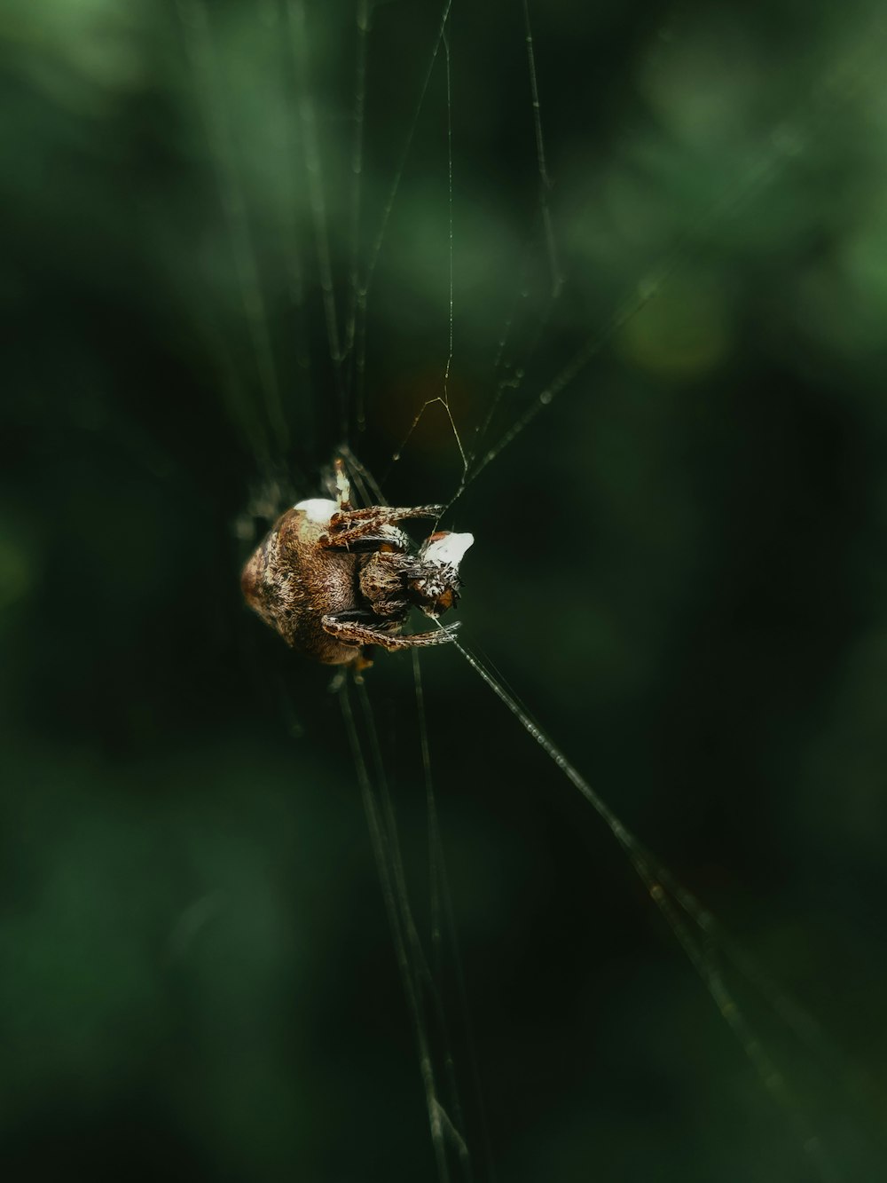 brown spider on web in close up photography during daytime