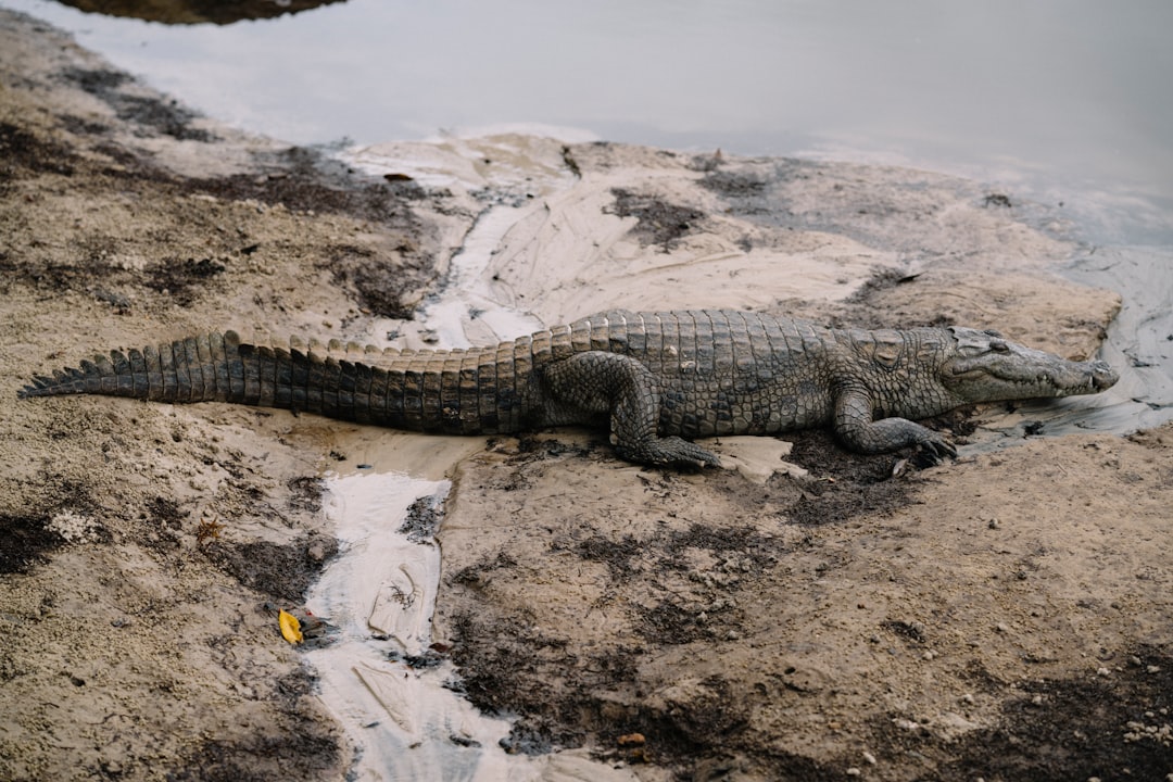 black crocodile on brown soil
