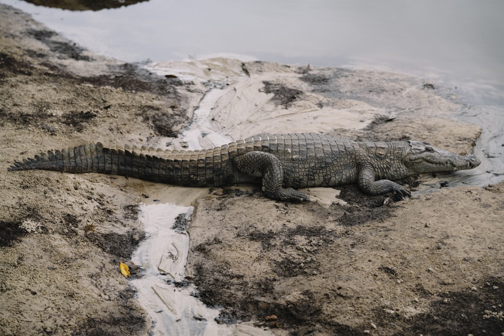 black crocodile on brown soil