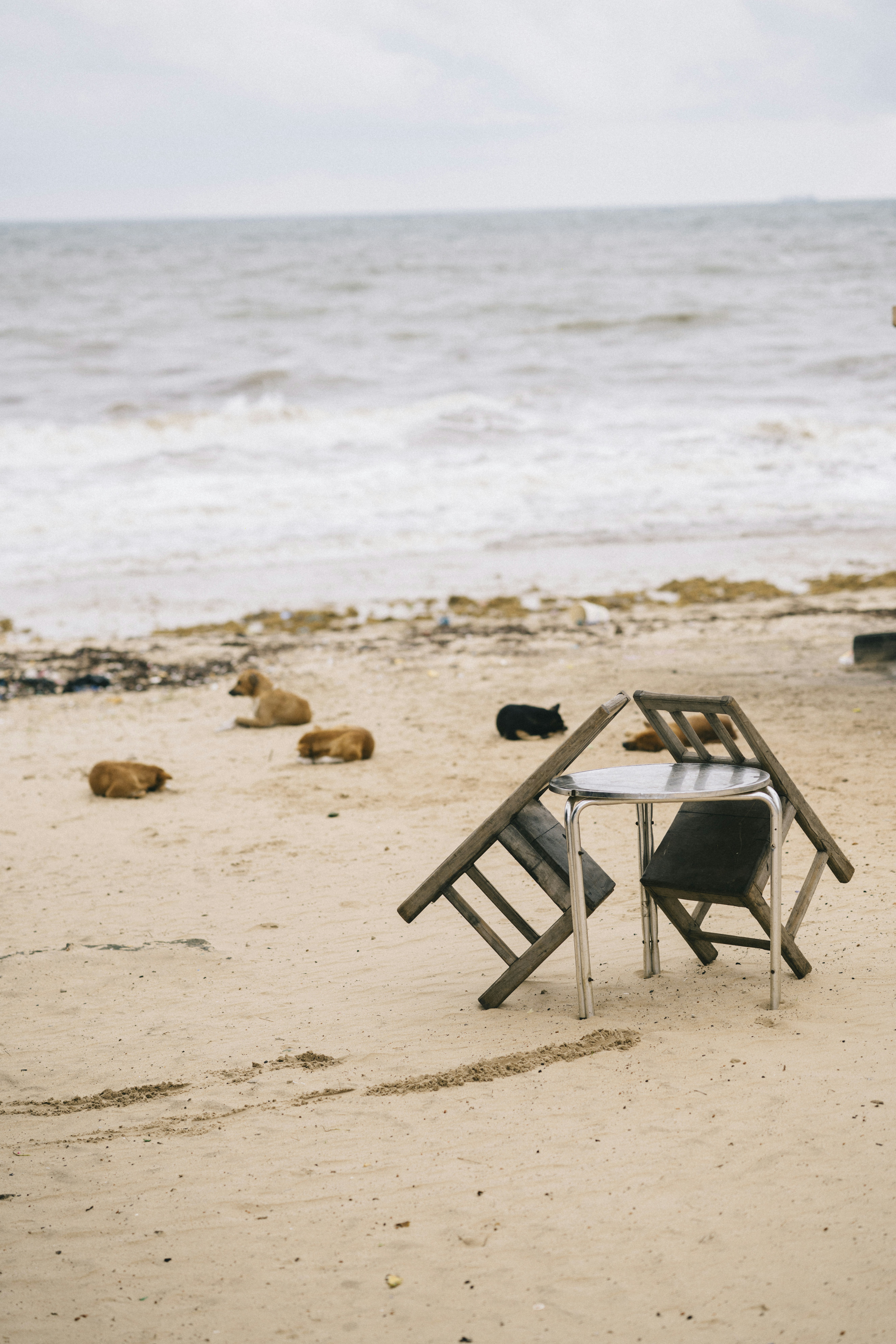 Beach with dogs and table for tourists