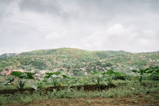 green plants on hill during daytime
