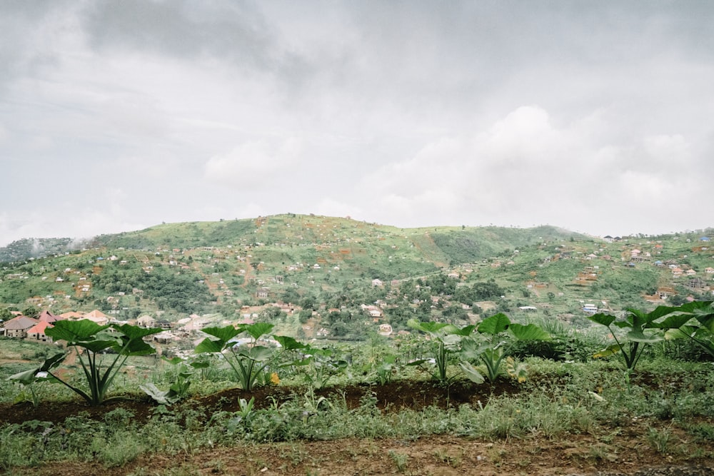 Plantes vertes sur la colline pendant la journée