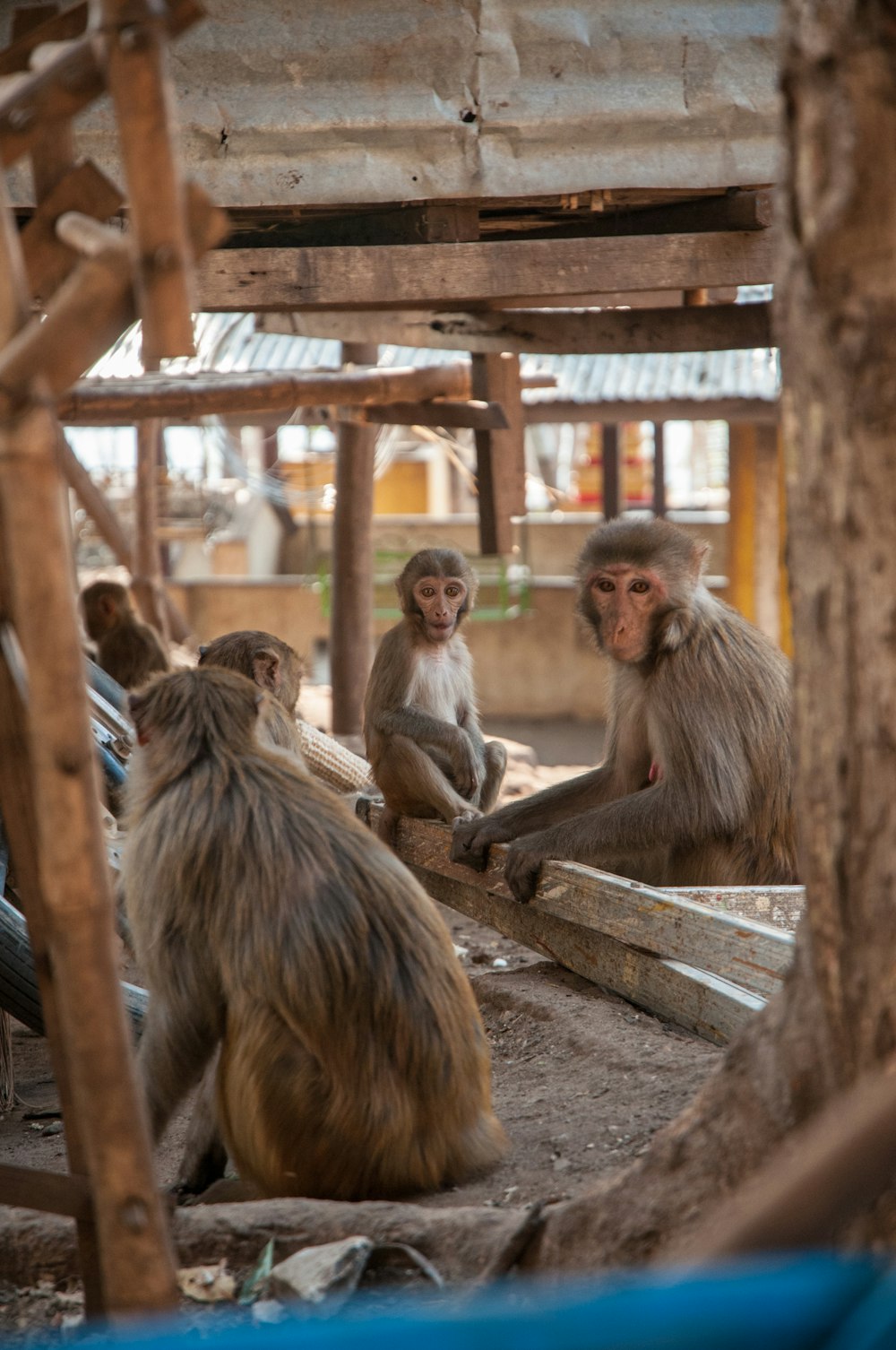 monkey sitting on brown wooden bench during daytime