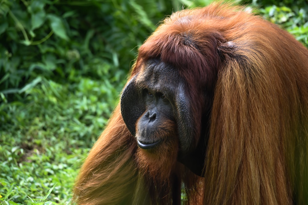 brown monkey on green grass during daytime