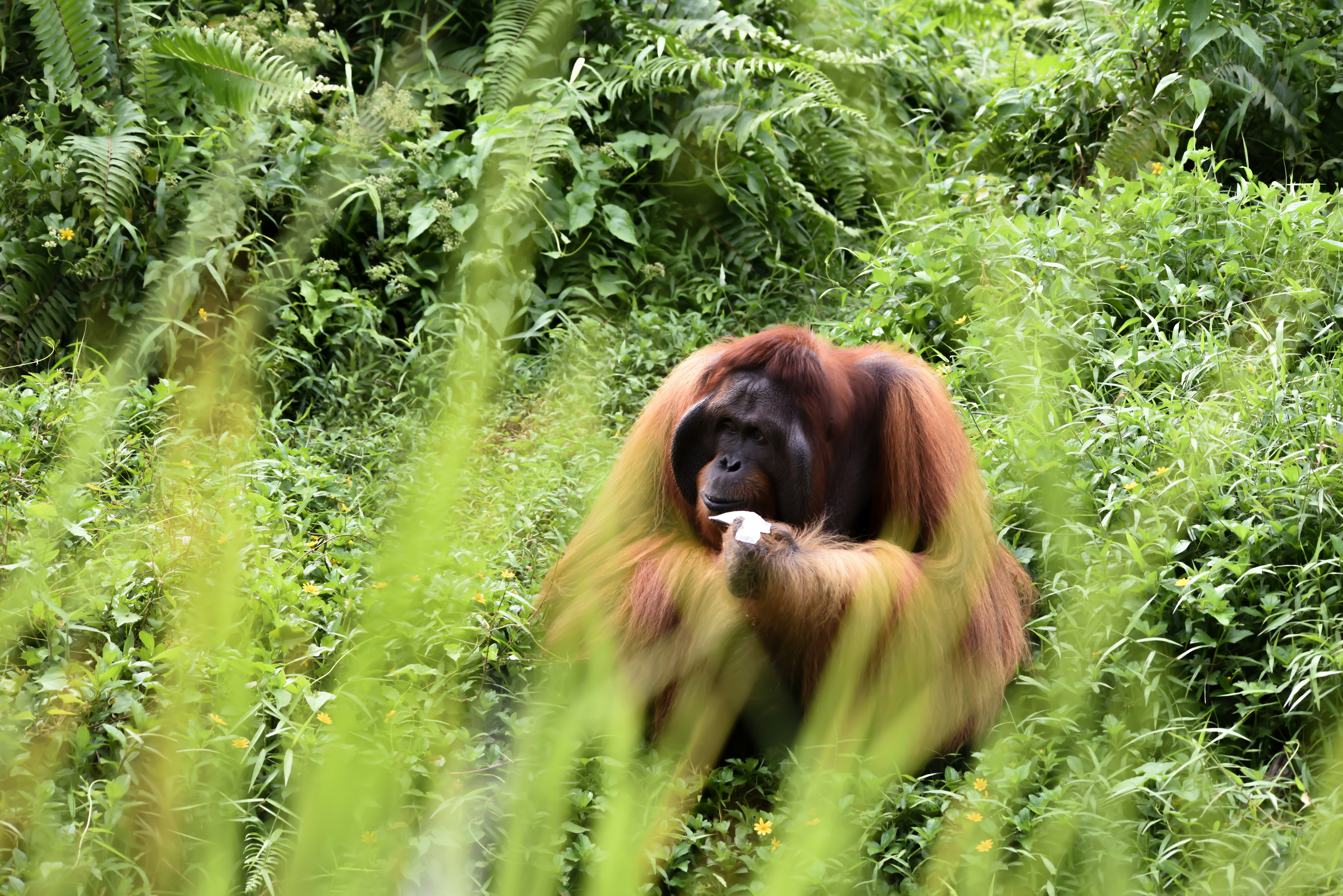 orangutan in borneo