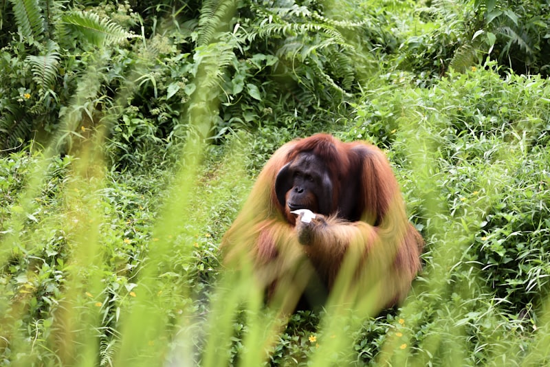 Orangutan dewasa di Taman Nasional Tanjung Puting