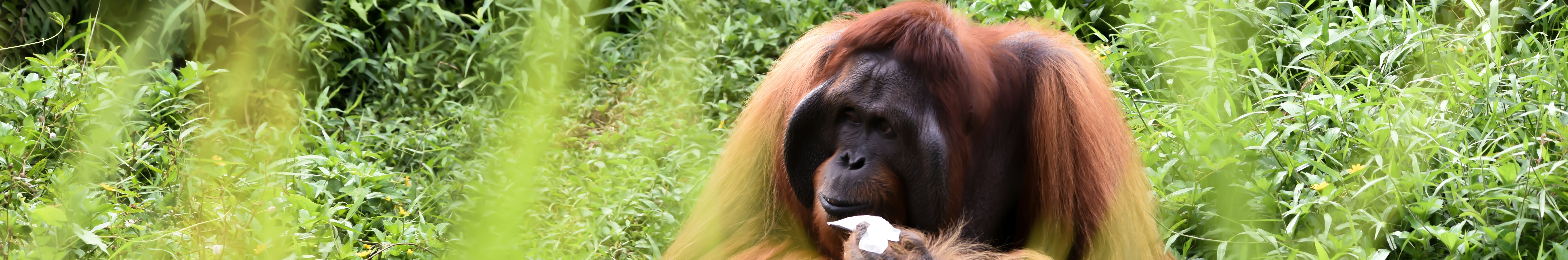 Estée Lauder Companies sourced 5,100 tonnes of palm oil in 2021, causing biodiversity risks
