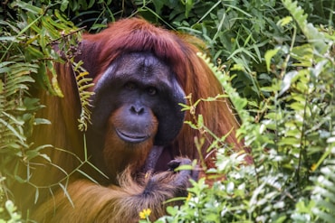 borneo organutun travel itinerary