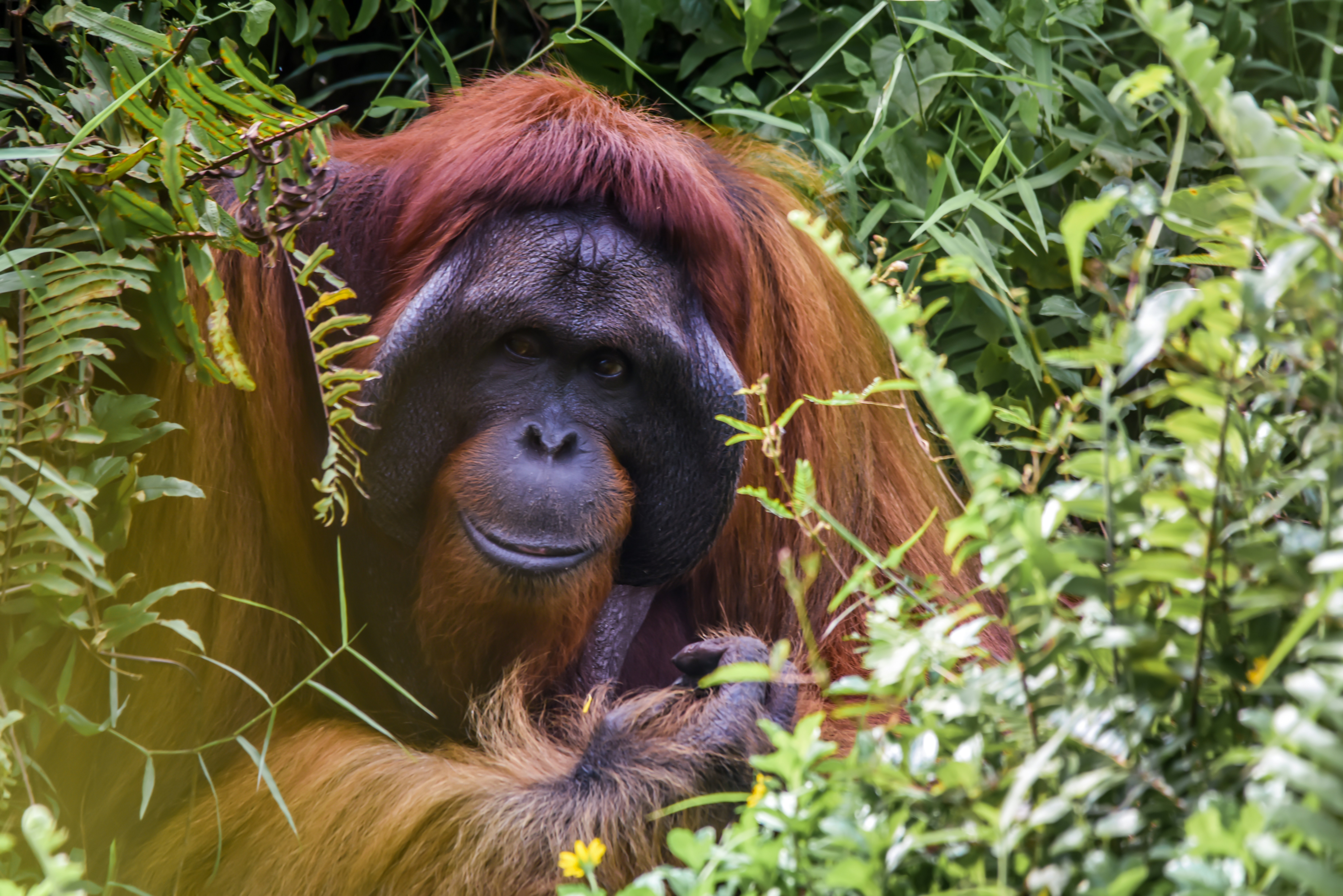 Deforestation: The Silent Driver Of Global Warming