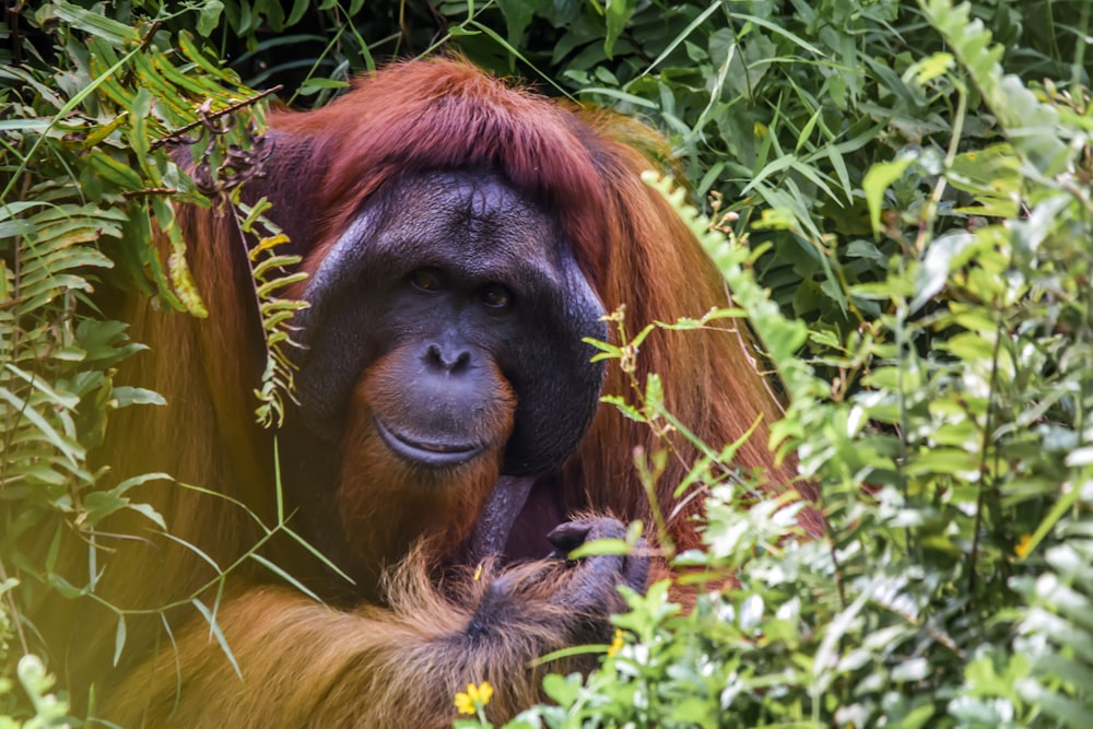 Singe brun sur herbe verte pendant la journée