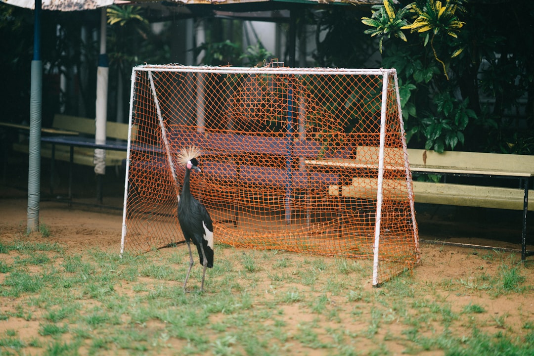 black and white bird standing on green grass field during daytime