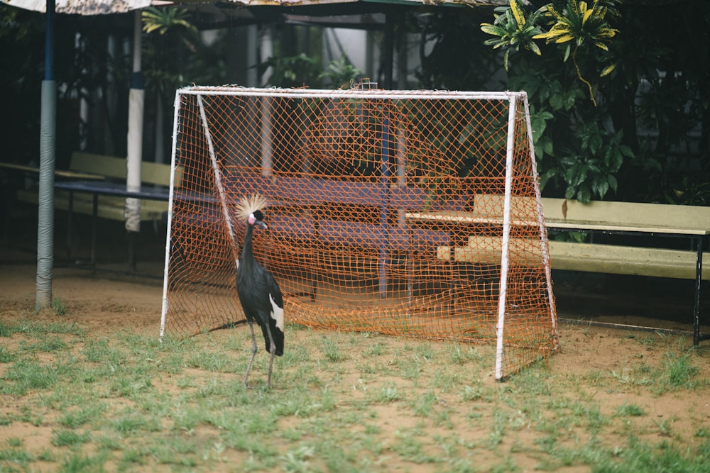 uccello bianco e nero che si leva in piedi sul campo di erba verde durante il giorno